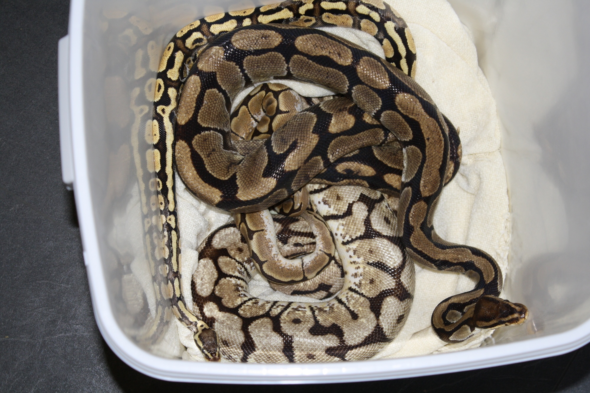 Die vier Königspythons wurden auf der Toilette im Tierheim in München ausgesetzt., Foto: Tierheim München