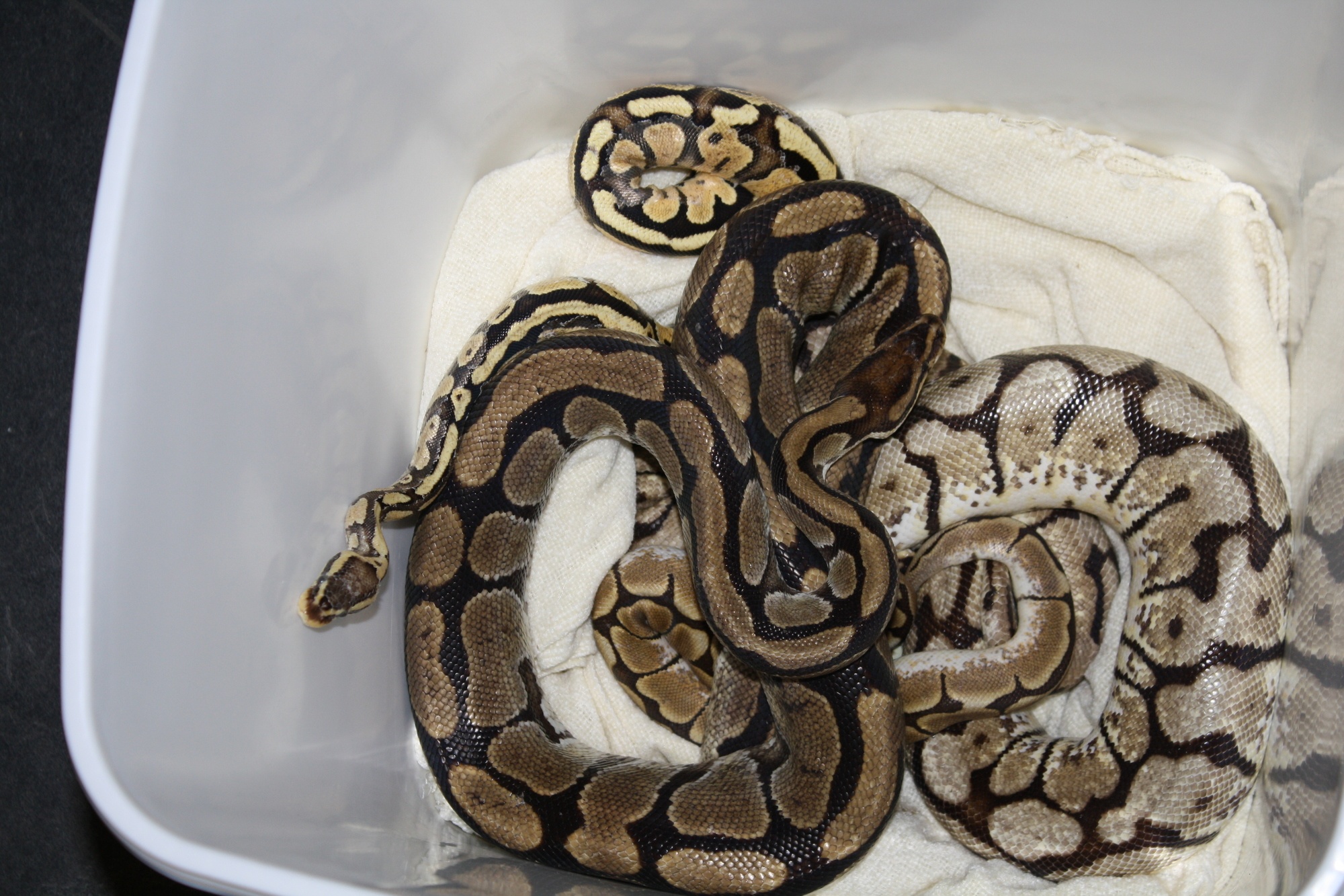 Die vier Königspythons wurden auf der Toilette im Tierheim in München ausgesetzt., Foto: Tierheim München