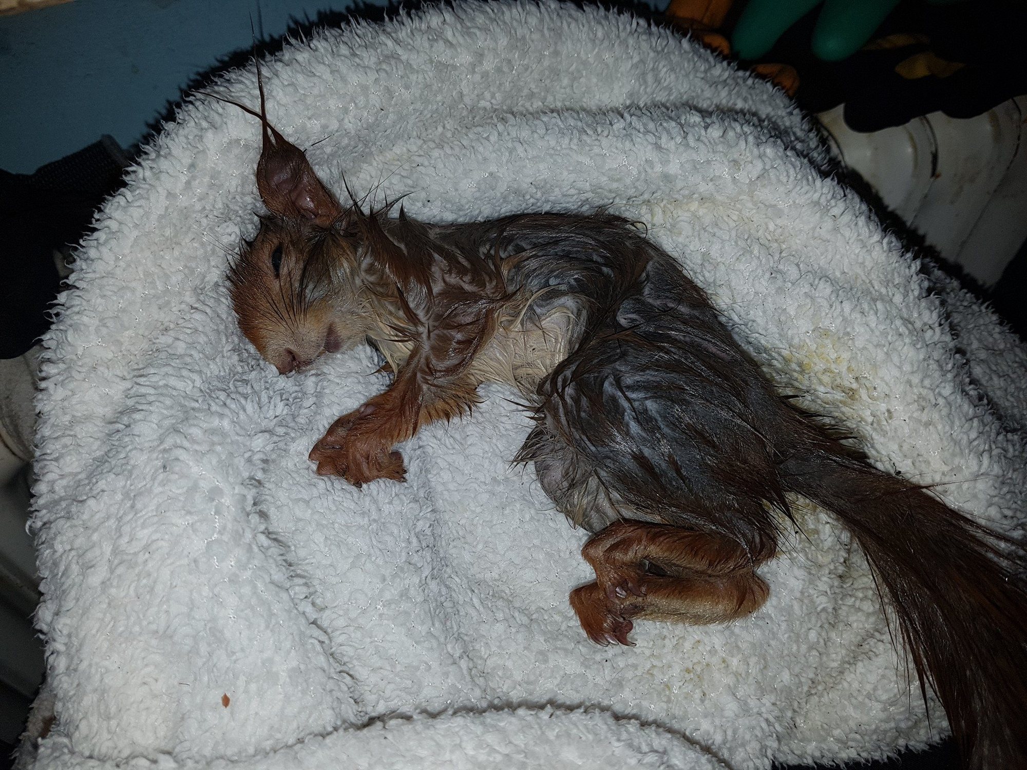 Das Eichhörnchen kurz nach der Befreiung aus dem Kanaldeckel., Foto: Tierrettung München