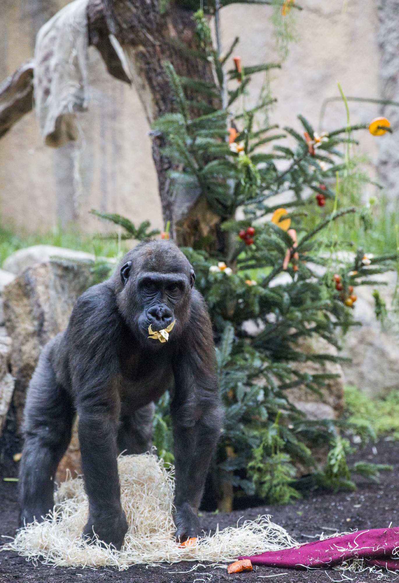 Foto: Tierpark Hellabrunn / Marc Müller
