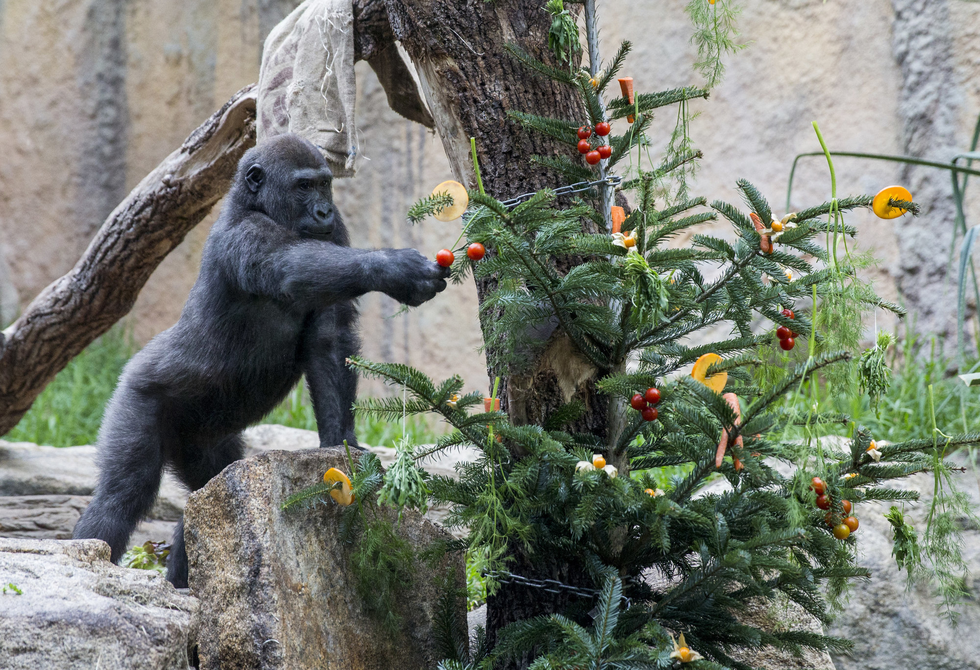 Foto: Tierpark Hellabrunn / Marc Müller