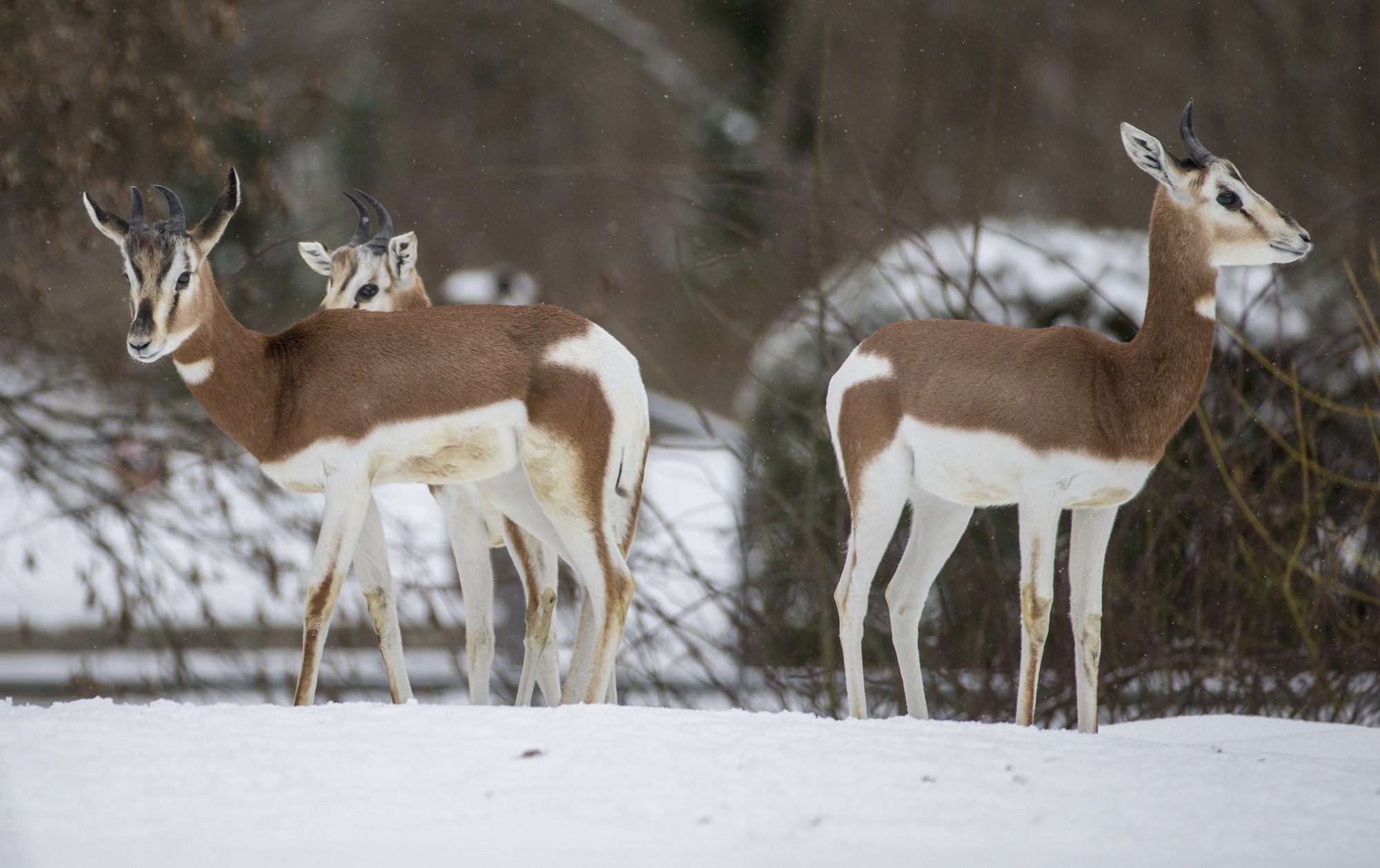 Mhorrgazellen im Tierpark Hellabrunn - Foto: Marc Müller/Tierpark Hellabrunn
