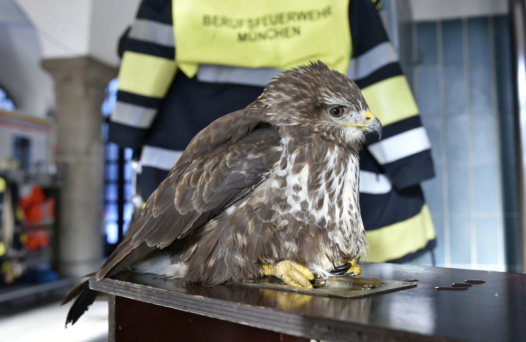 Der gerettete Mäusebussard., Foto: Berufsfeuerwehr München
