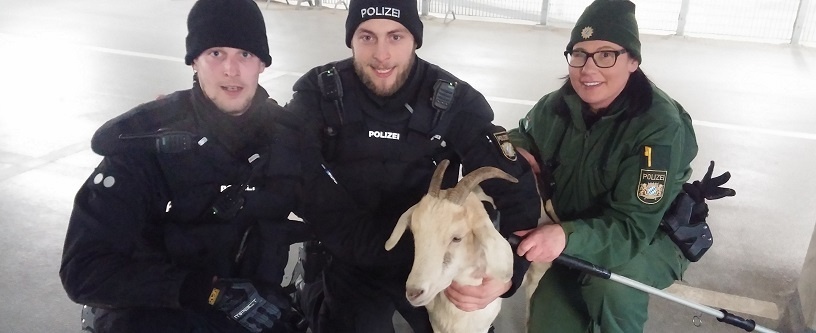 Beamte mit der entlaufenen Ziege. Foto: Polizei München