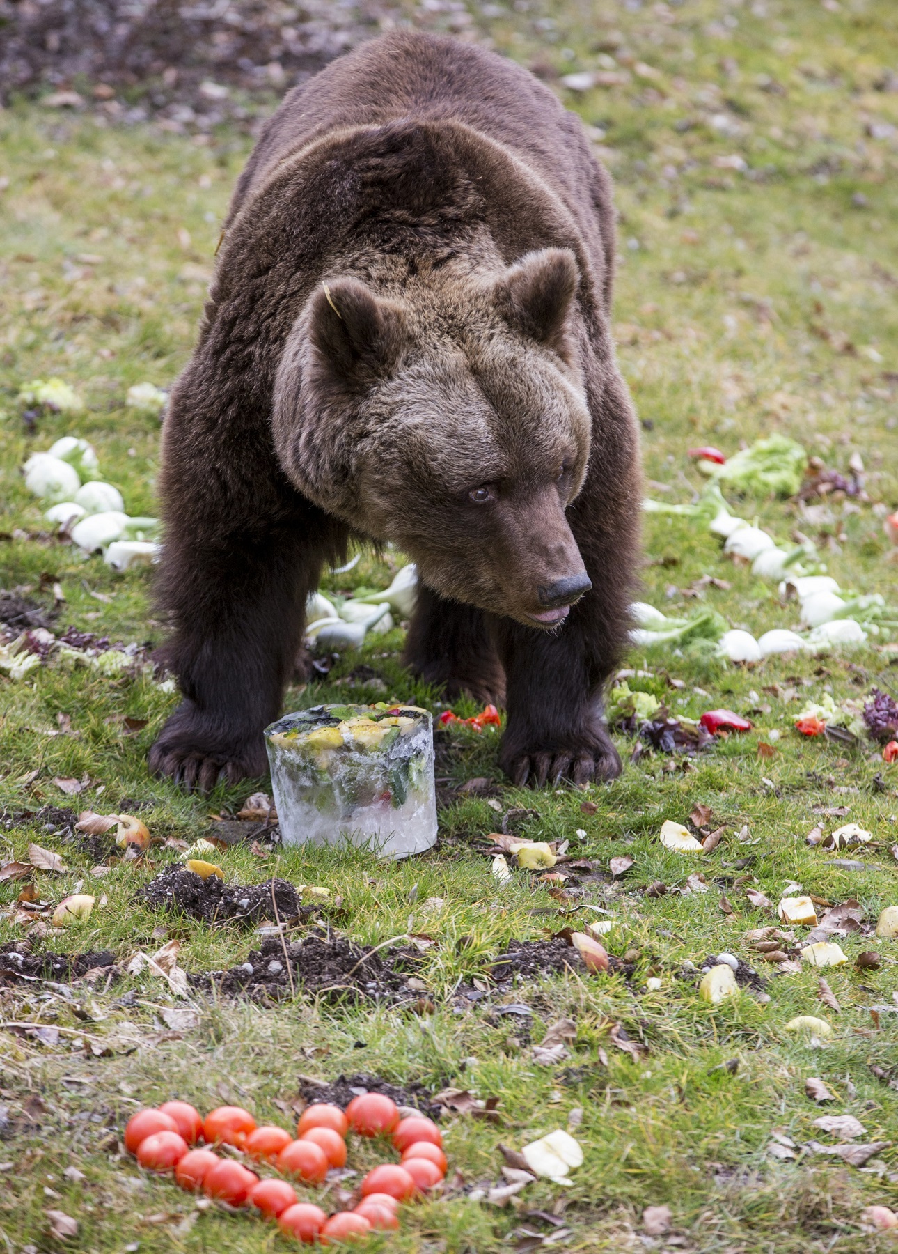 Braunbärin Olga mit ihrem Geschenk zum 40. Geburtstag im Tierpark Hellabrunn, Tierpark Hellabrunn / Marc Müller