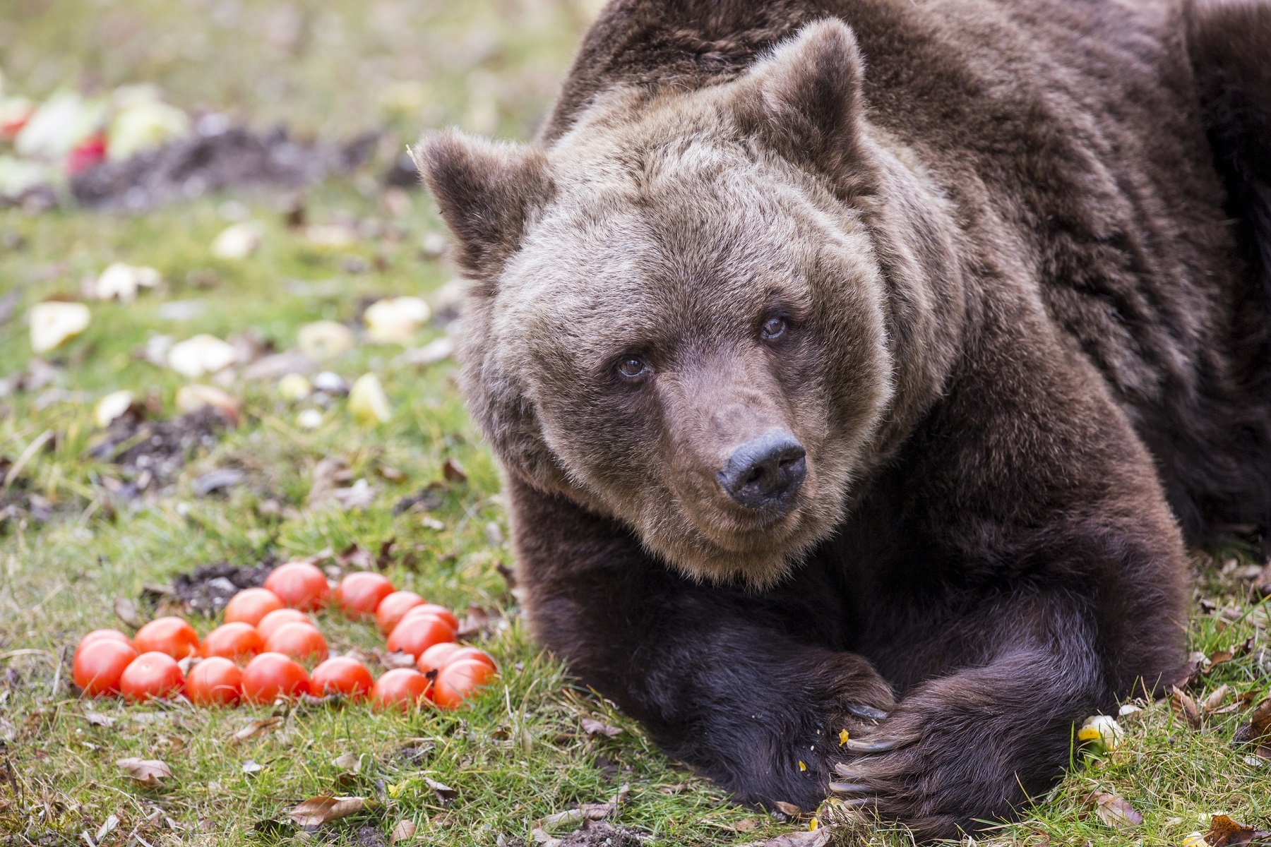Braunbärin Olga mit ihrem Geschenk zum 40. Geburtstag im Tierpark Hellabrunn, Tierpark Hellabrunn / Marc Müller