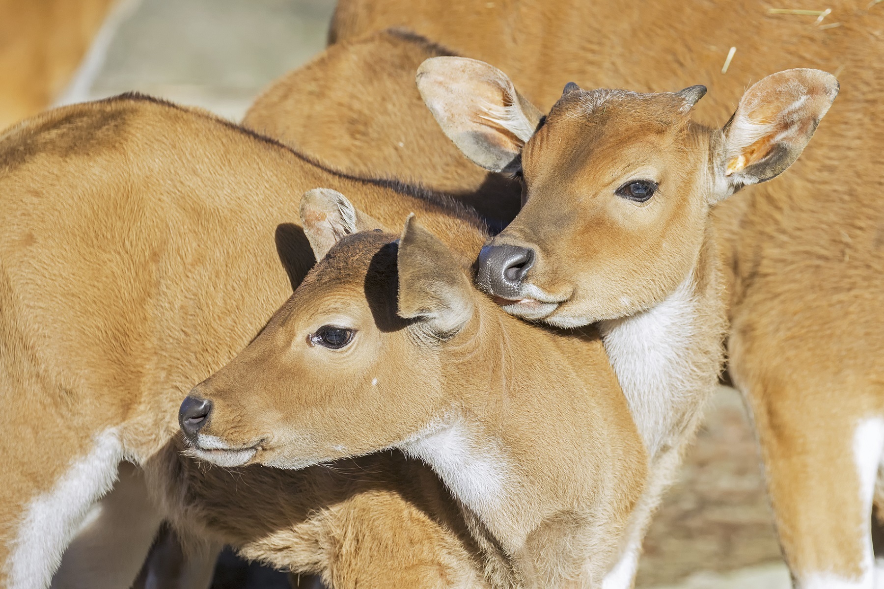 Banteng Jungtiere im Tierpark Hellabrunn, Tierpark Hellabrunn/Maria Fencik