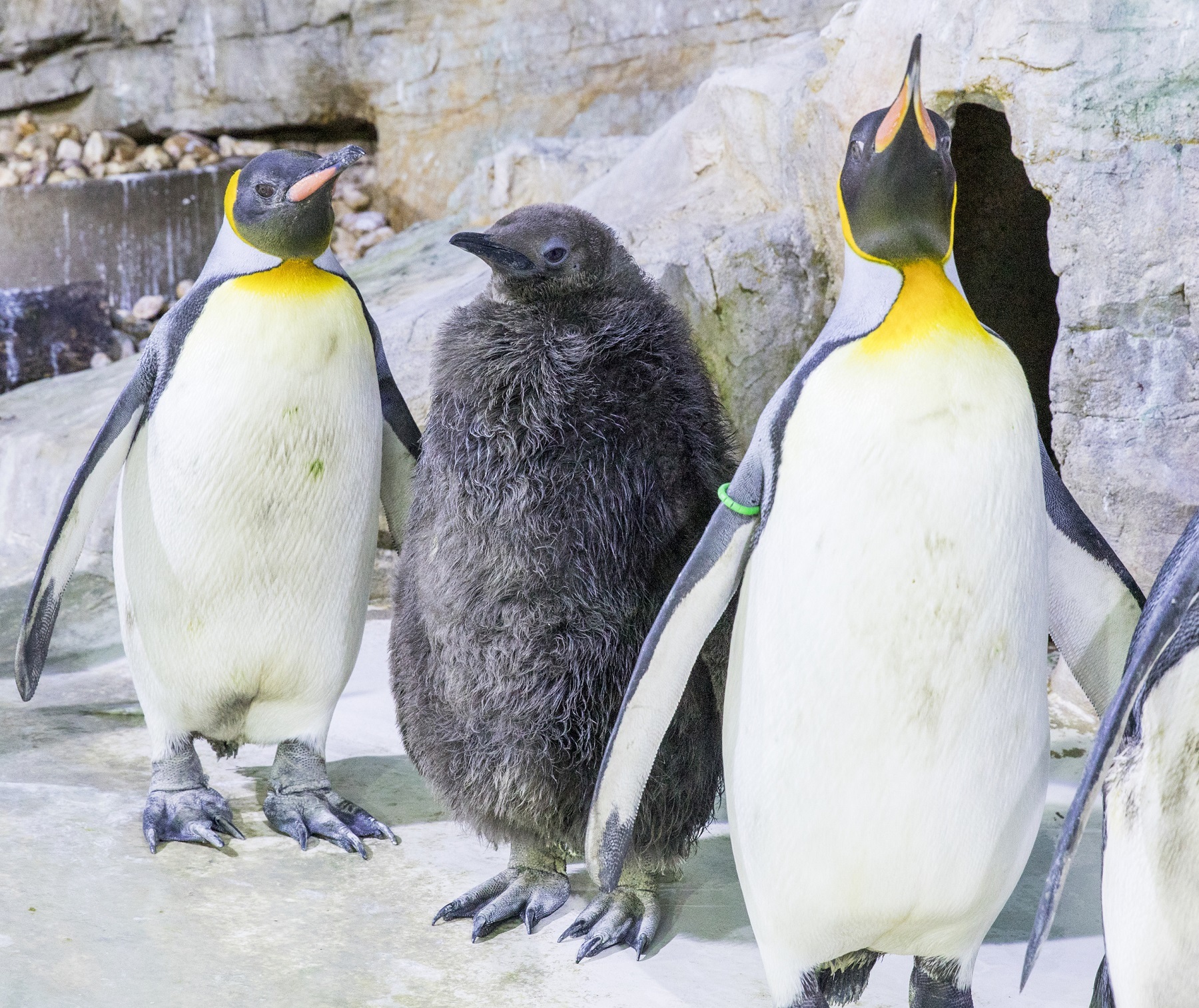 Königspinguinnachwuchs im Tierpark Hellabrunn, Tierpark Hellabrunn/Marc Müller