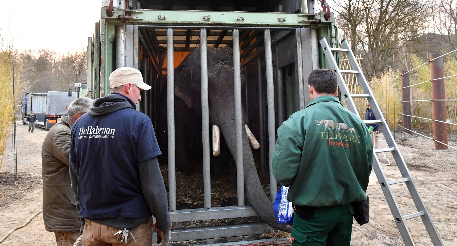 Elefantenbulle Gajendra zurück im Tierpark Hellabrunn, Foto: Tierpark Hellabrunn/Joerg Koch