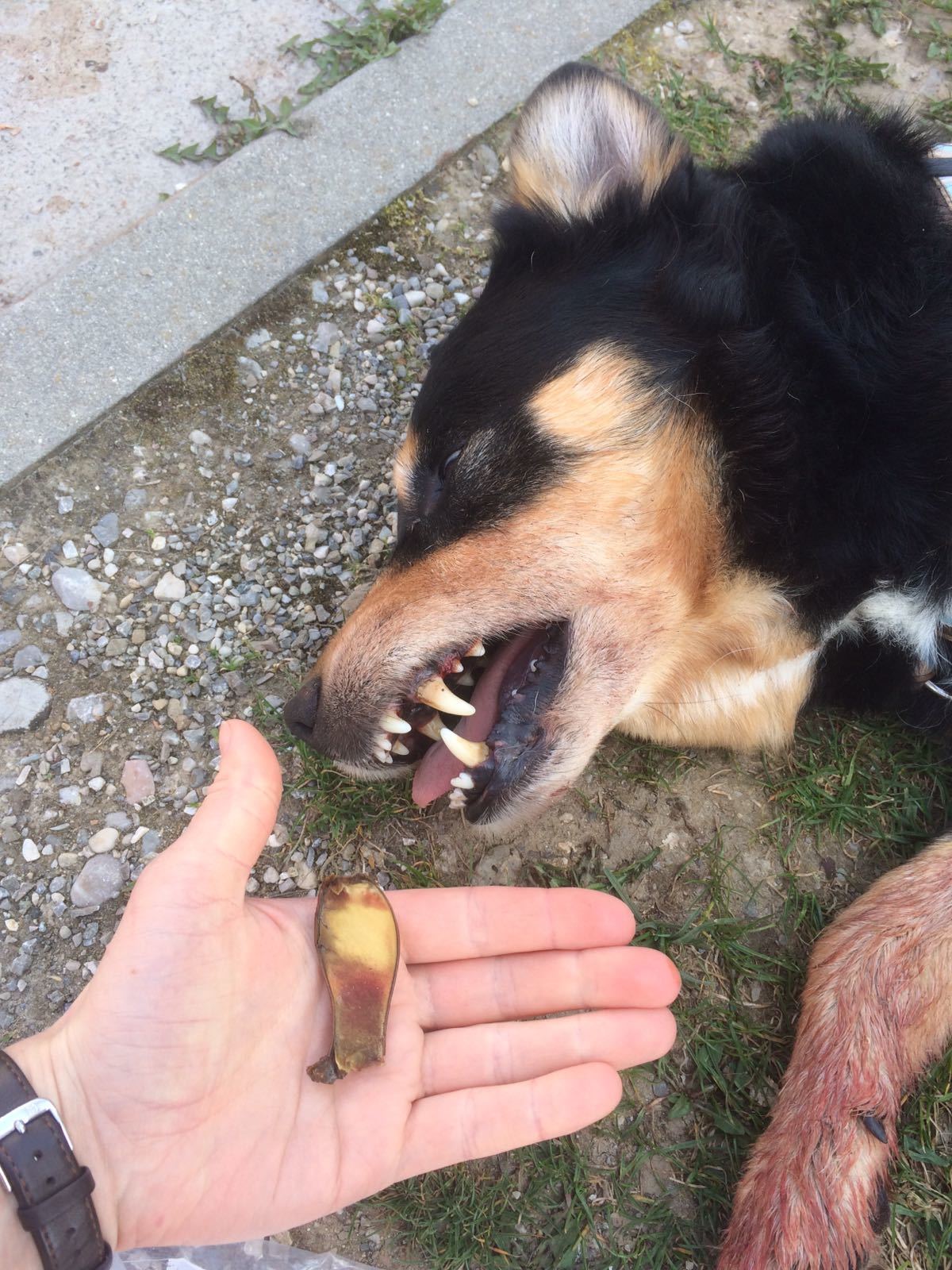 Tierrettung eines Hundes, Tierrettung