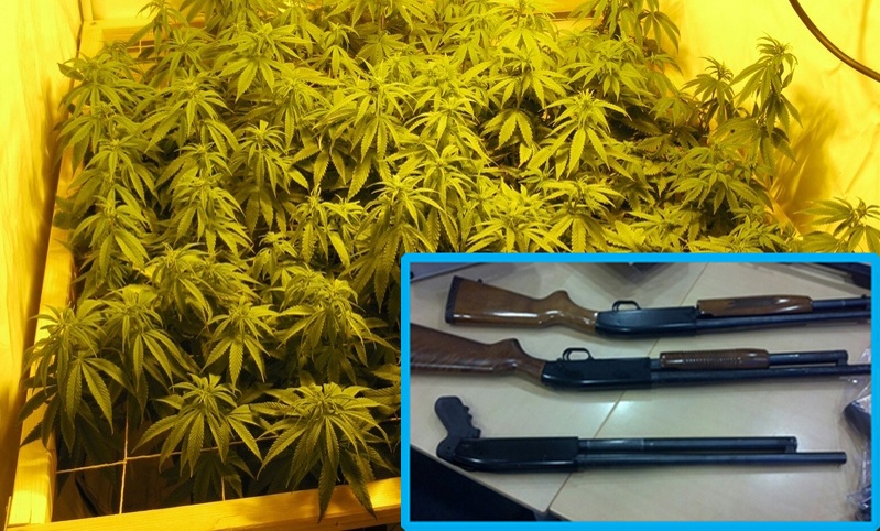 Marihuana-Plantage und Langwaffen, Symbolbild