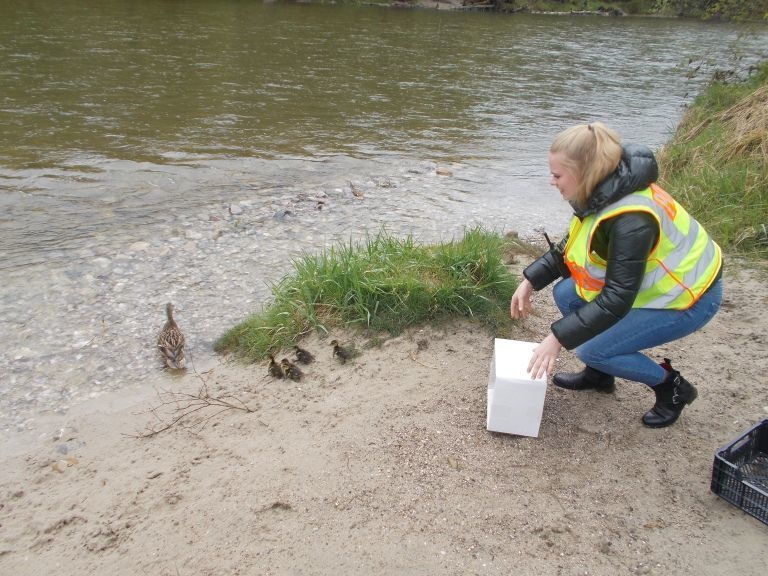 Enten aus Grünwald von Polizei gerettet, Die Polizei rettete eine Entenfamilie in Grünwald