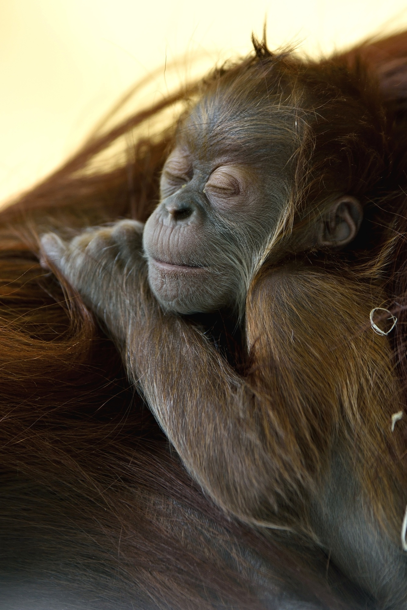 tierpark hellabrunn, orang-utan, jungtier, baby, Nachwuchs im Tierpark Hellabrunn