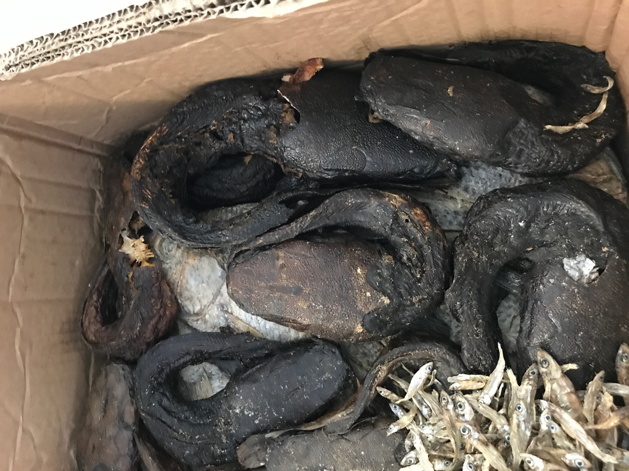 Halb verweste Schlangenköpfe, Fische und Insekten, Zoll