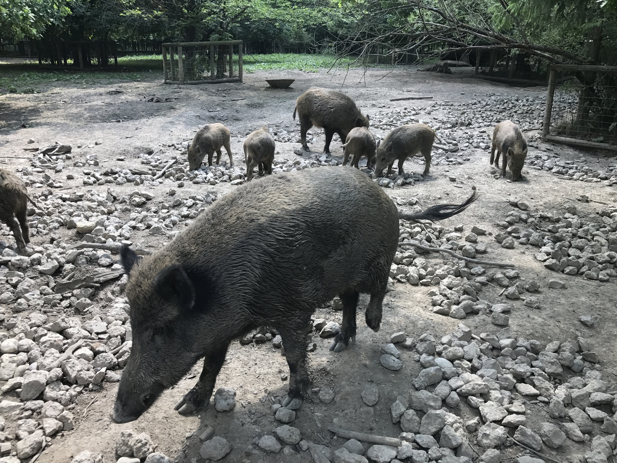 Wildschweine im Wildpark Poing bei München