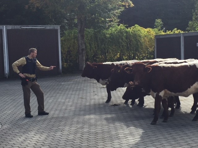 Kühe Geretsried Polizei, Foto: PI Geretsried