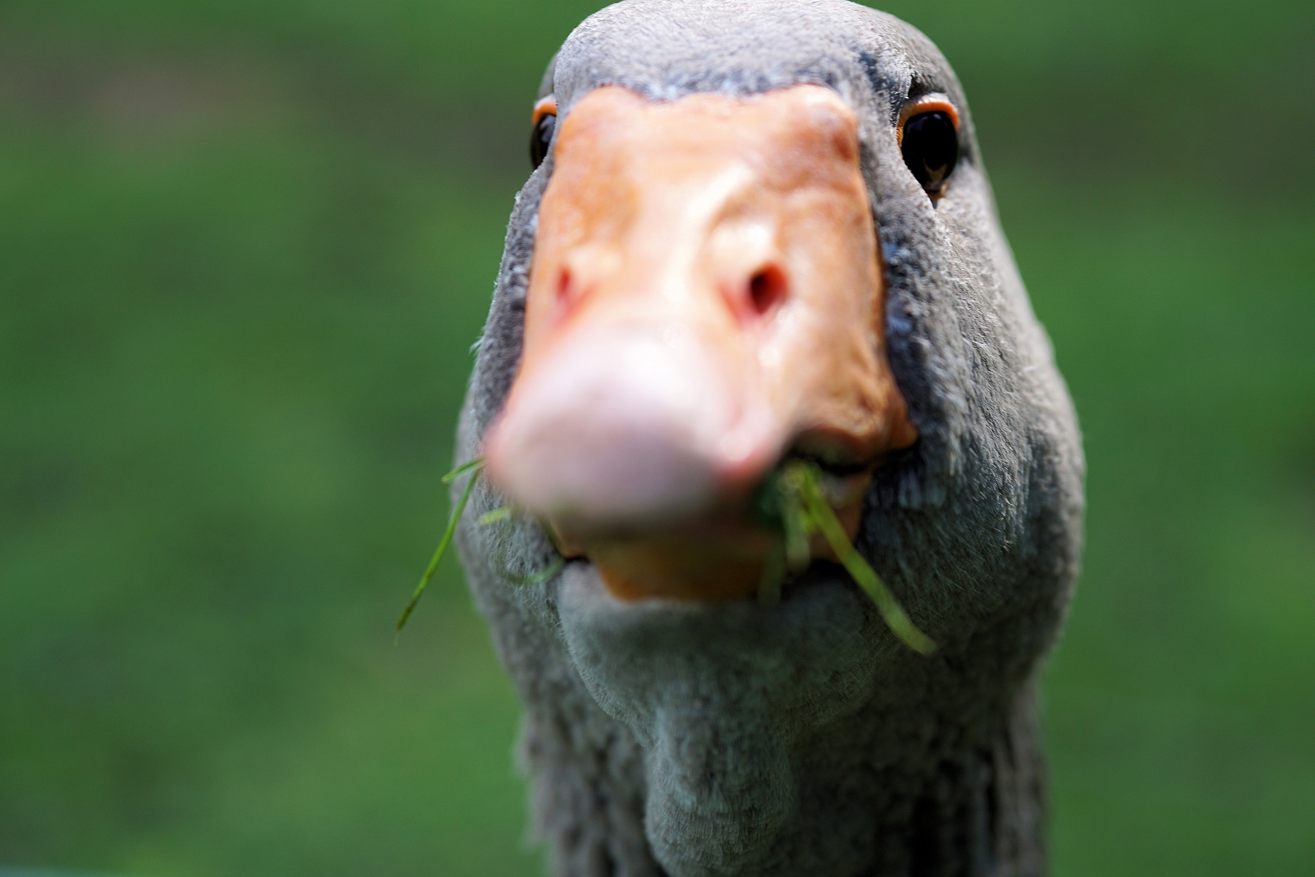 Gans Augen, Symbolfoto