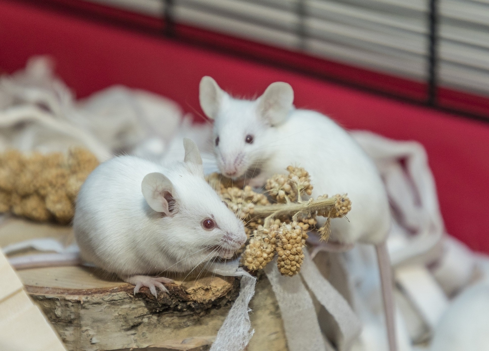 Viele der beschlagnahmten Mäuse warten nun im Tierheim auf eine Vermittlung., Deutscher Tierschutzbund e.V. / M. Marten