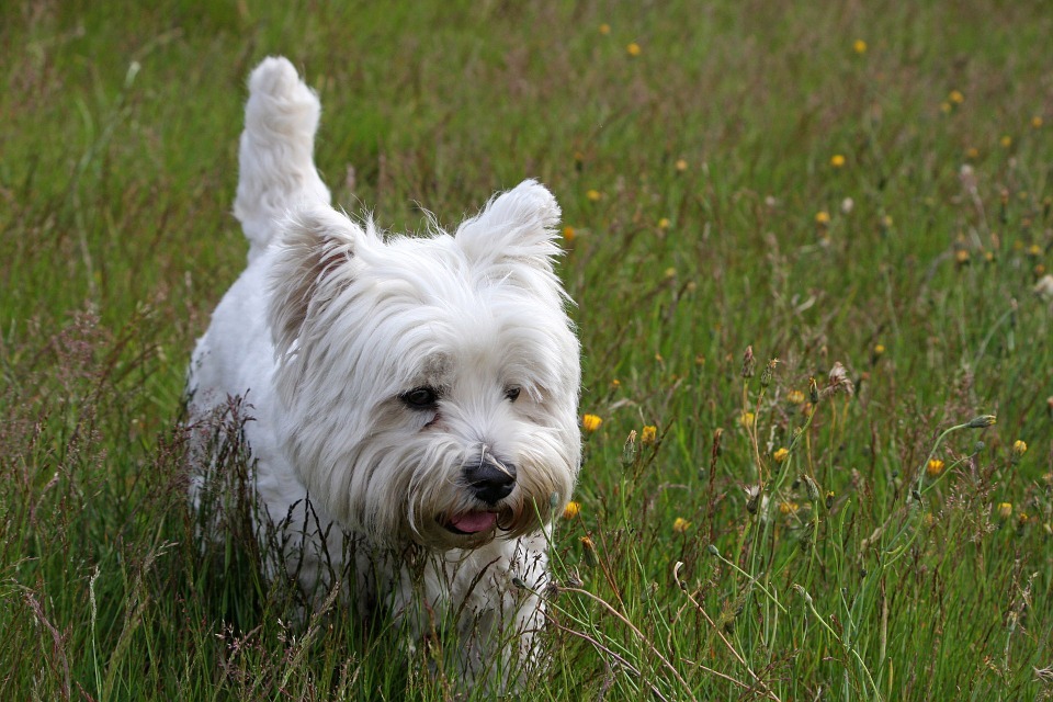 Beispielfoto: West Highland White Terrier