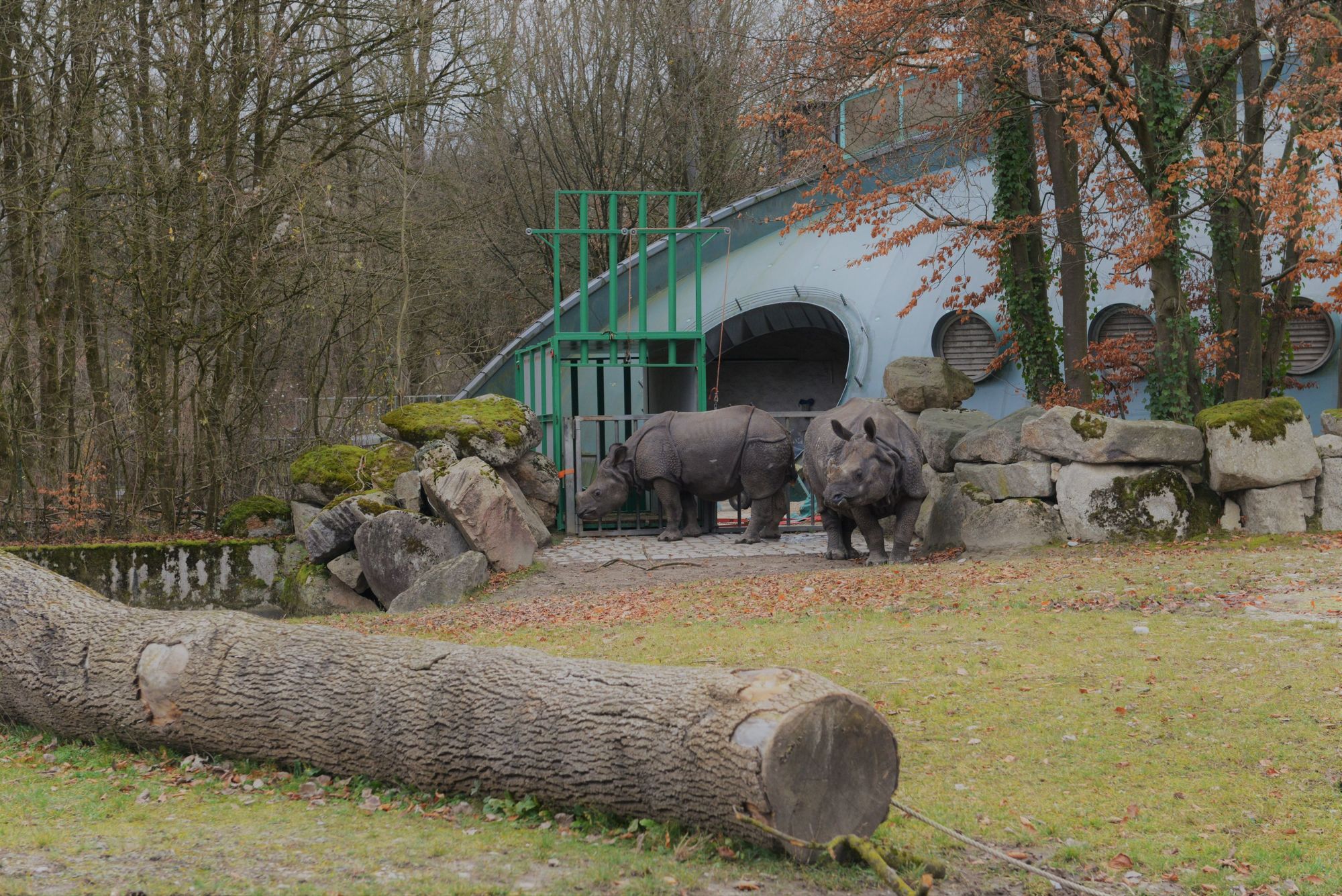 Nashorn Puri wird an die Transportkiste gewöhnt. Foto: Tierpark Hellabrunn