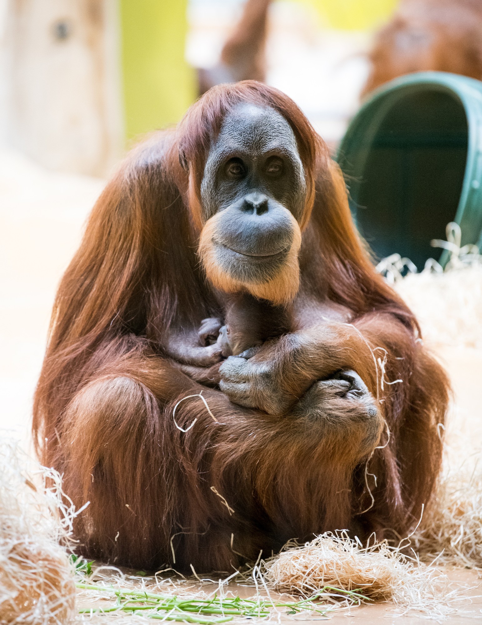 Orang-Utan-Dame Jahe mit ihrem Baby. Bild: Tierpark Hellabrunn/Marc Müller