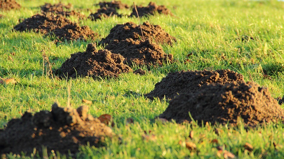 Maulwurfshügel auf einem Feld