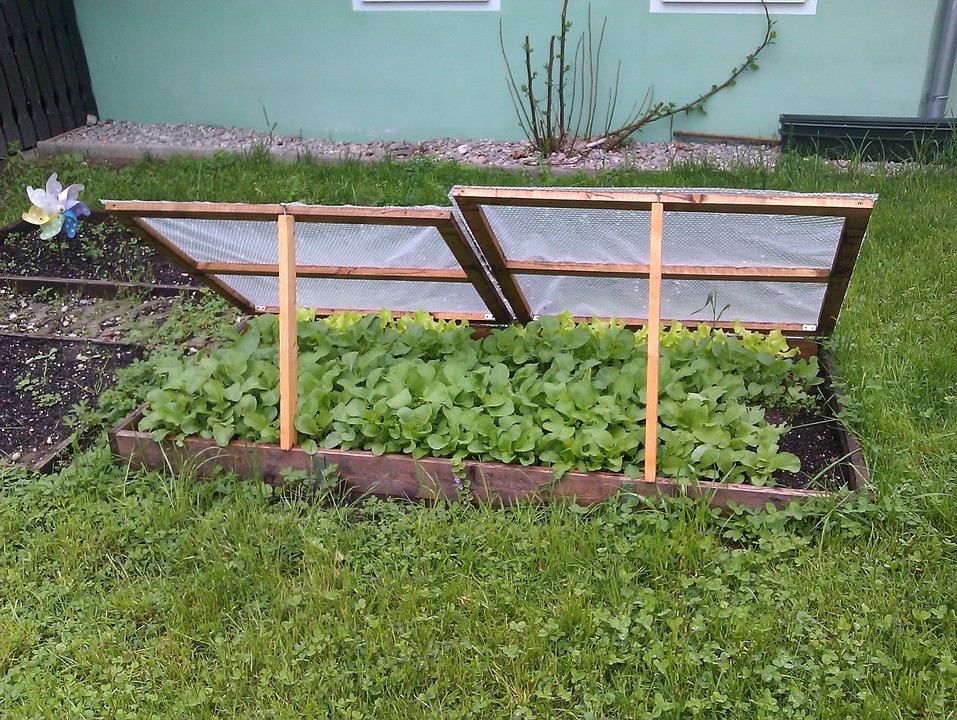 Gemüsebeet in einem Schrebergarten