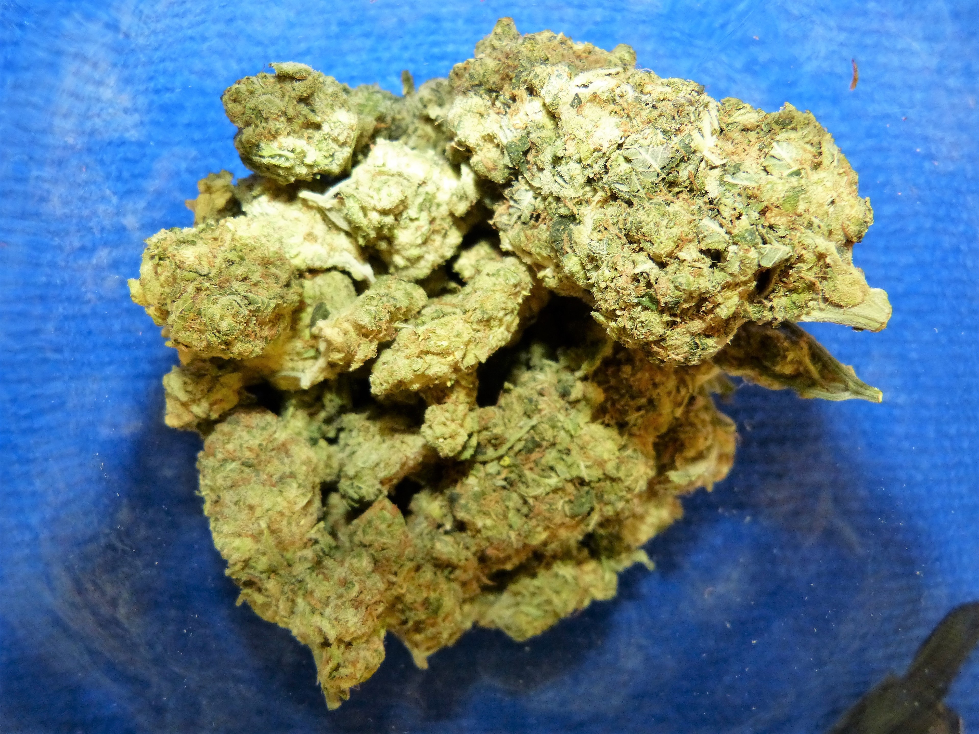 Sichergestelltes Marihuana Quelle: Zollfahndungsamt München