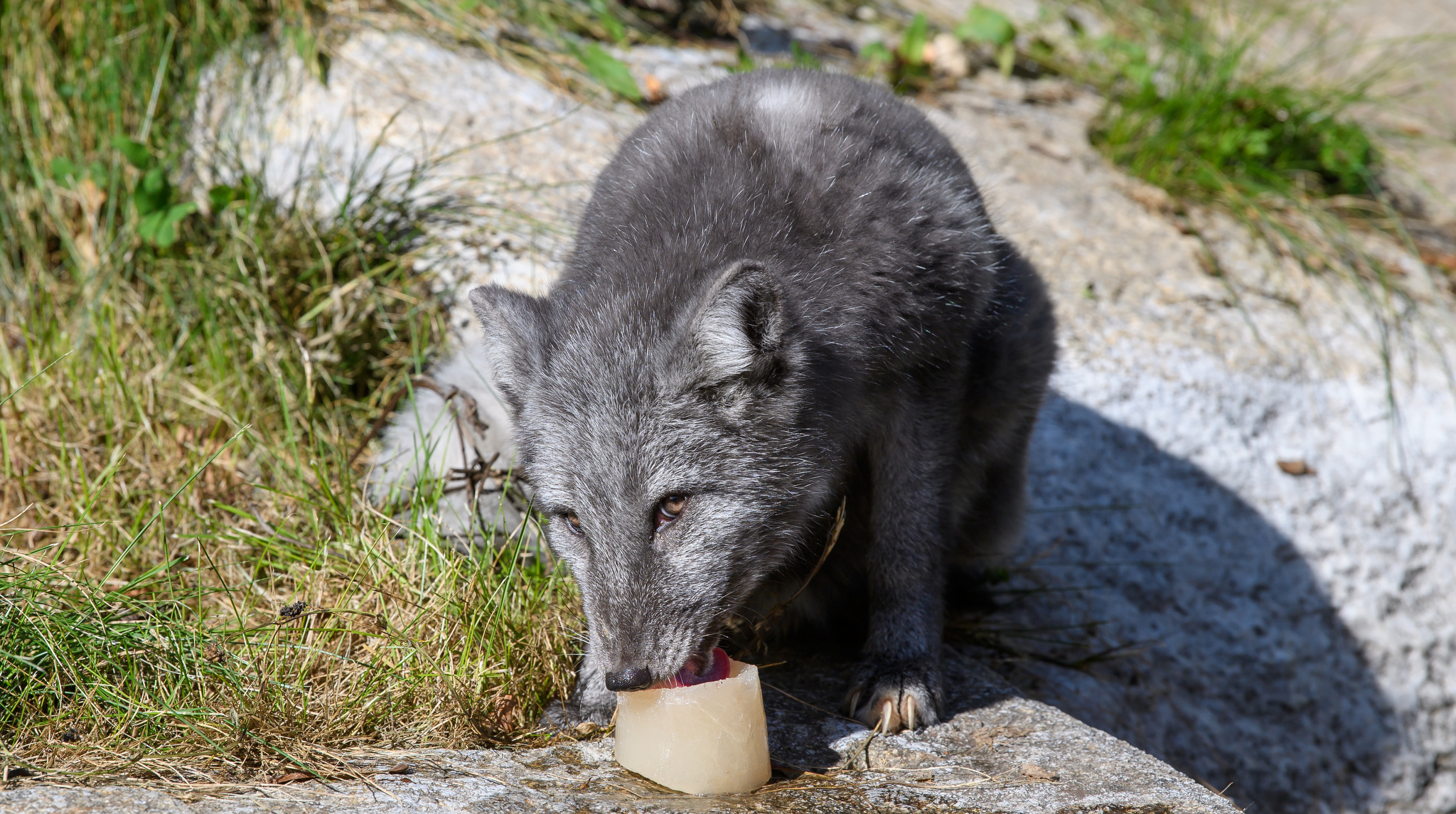 Der Tierpark Hellabrunn begrüßt 2 neue Polarfüchse, Joerg Koch