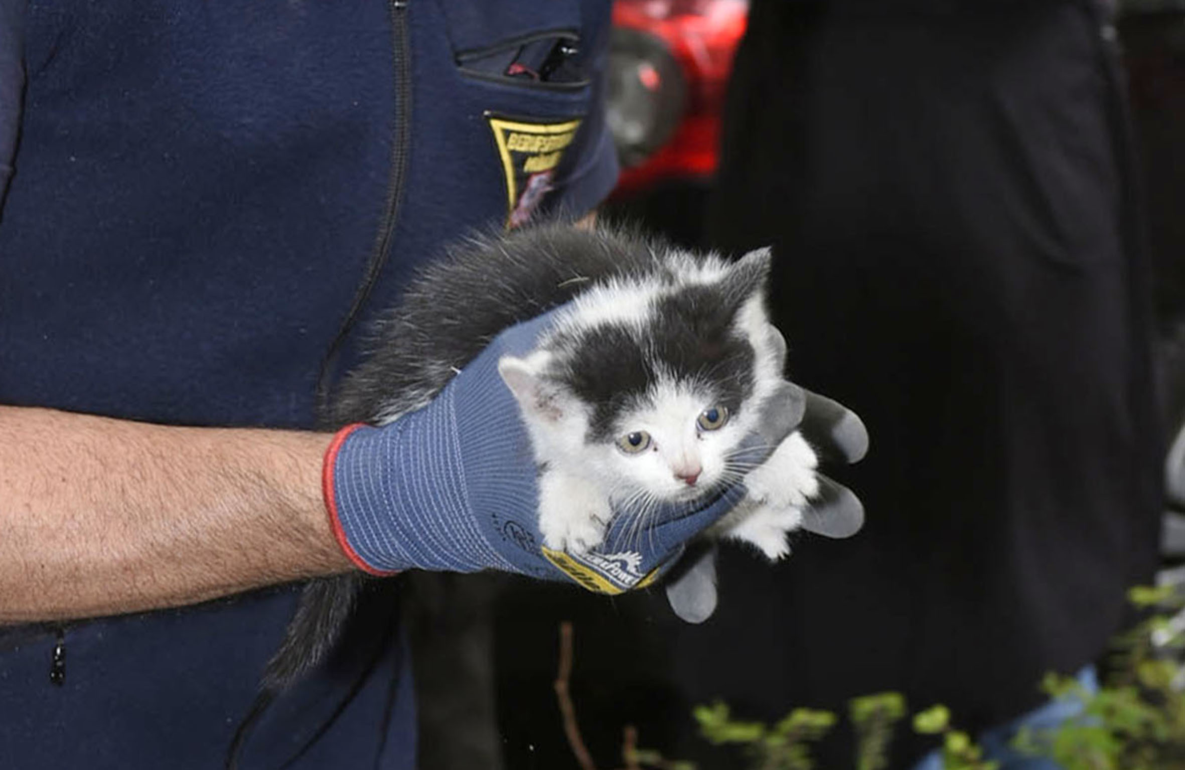Katze aus Auto befreit , Foto: Berufsfeuerwehr München