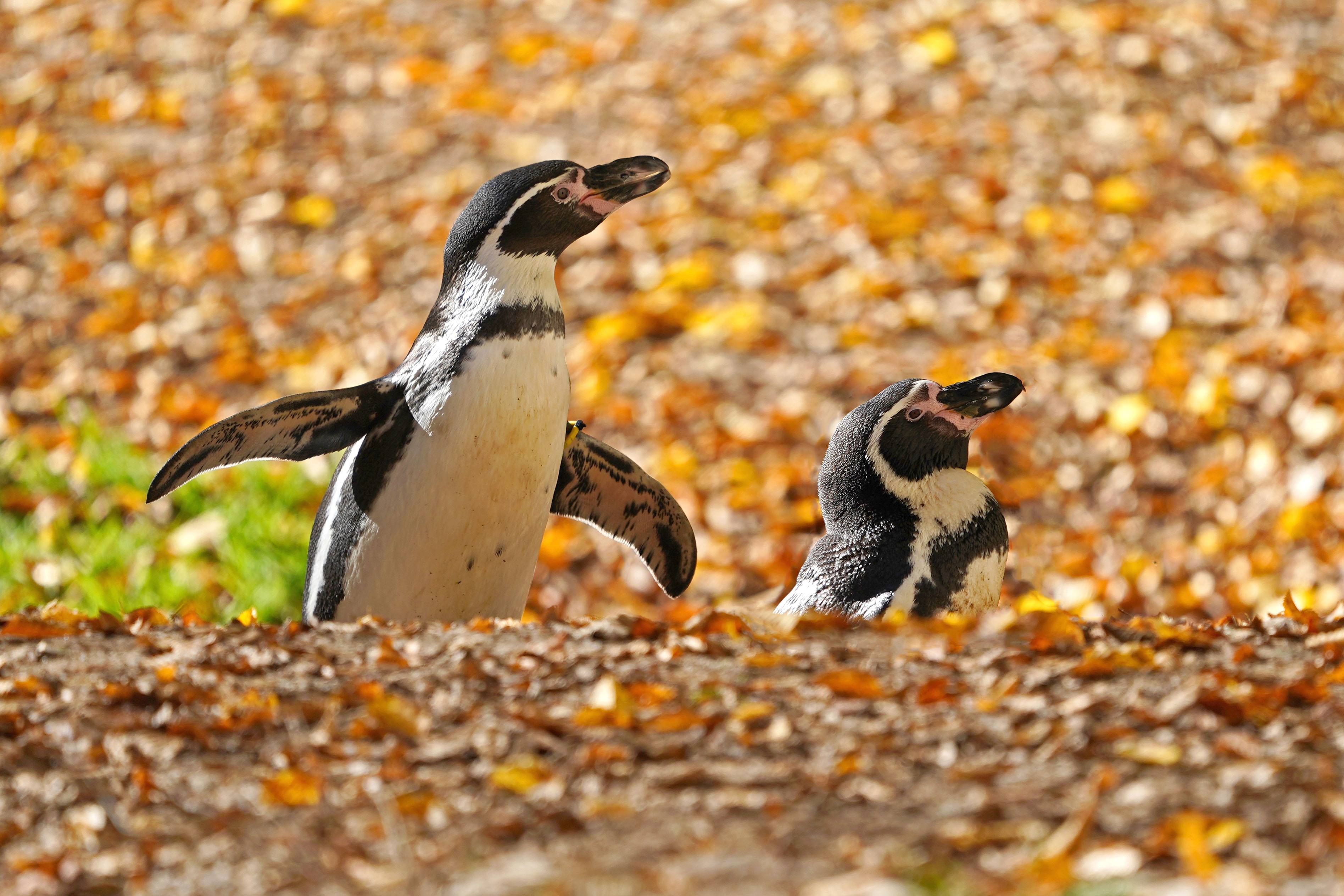 Humboldpinguine Tierpark Hellabrunn München, Tierpark Hellabrunn / Michael Matziol