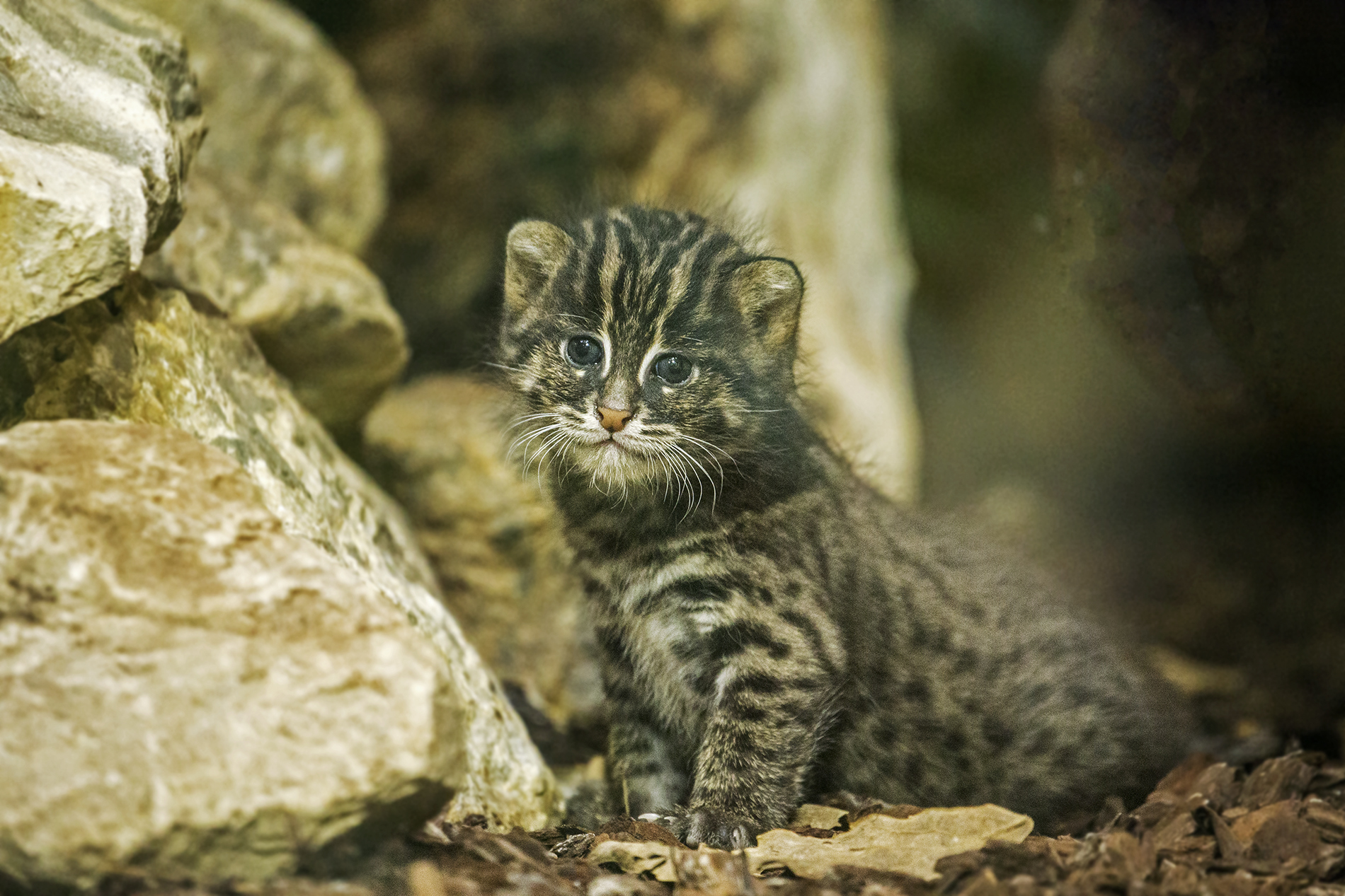 Junge Fischkatze, Tierpark Hellabrunn / Maria Fencik