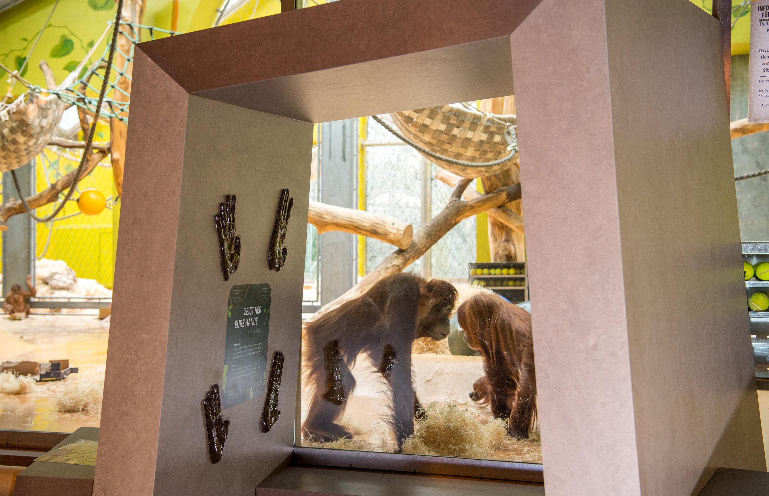 Orang-Utan an Scheibe, Tierpark Hellabrunn/Marc Müller