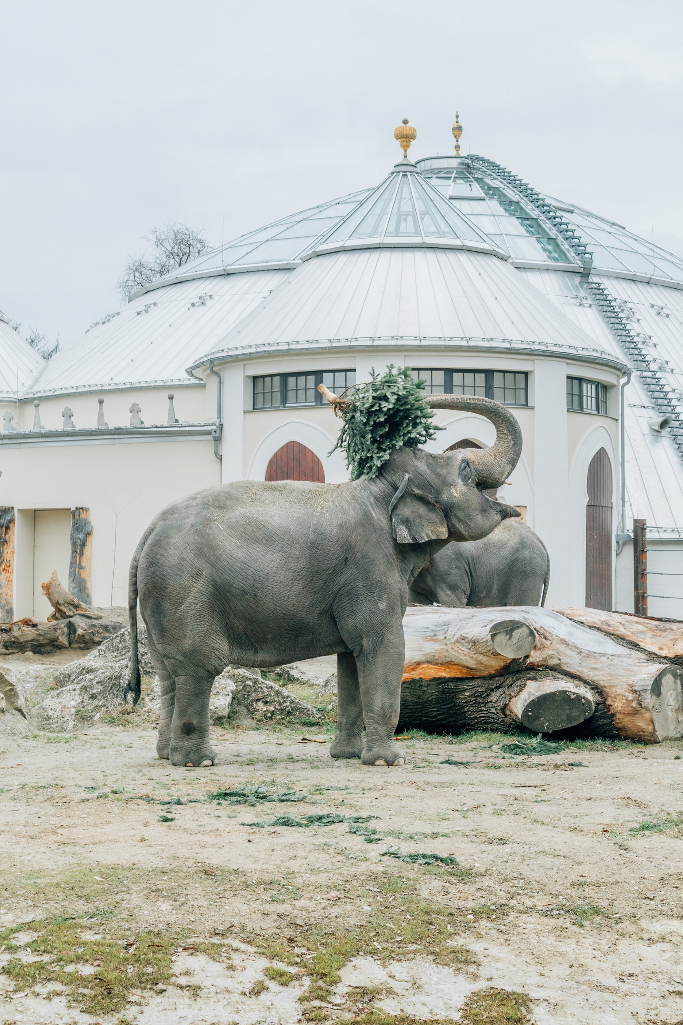 Elefant im Gehege, Tierpark Hellabrunn/Jan A. Staiger
