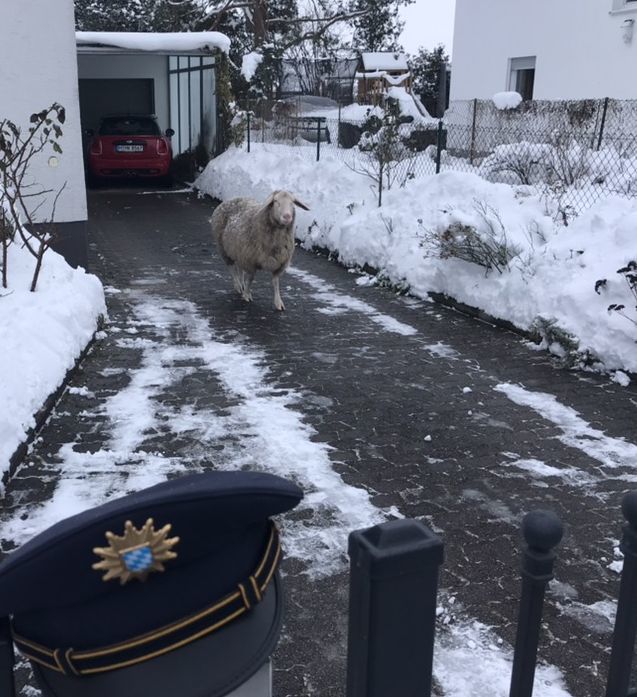 Schaf läuft auf Straße – Polizeieinsatz in Aubing, Foto: Polizei