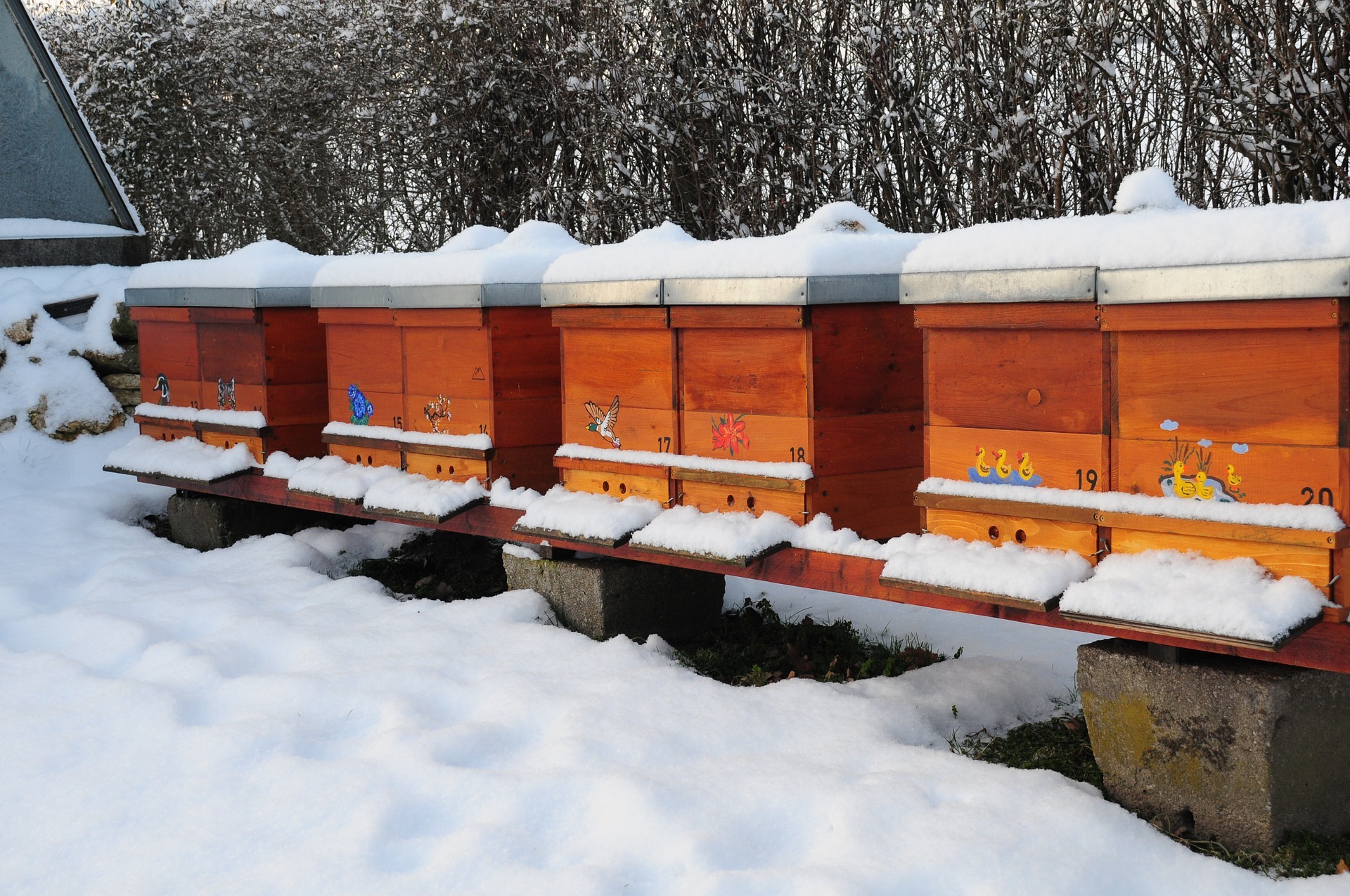 Bienenhäsuchen im Schnee
