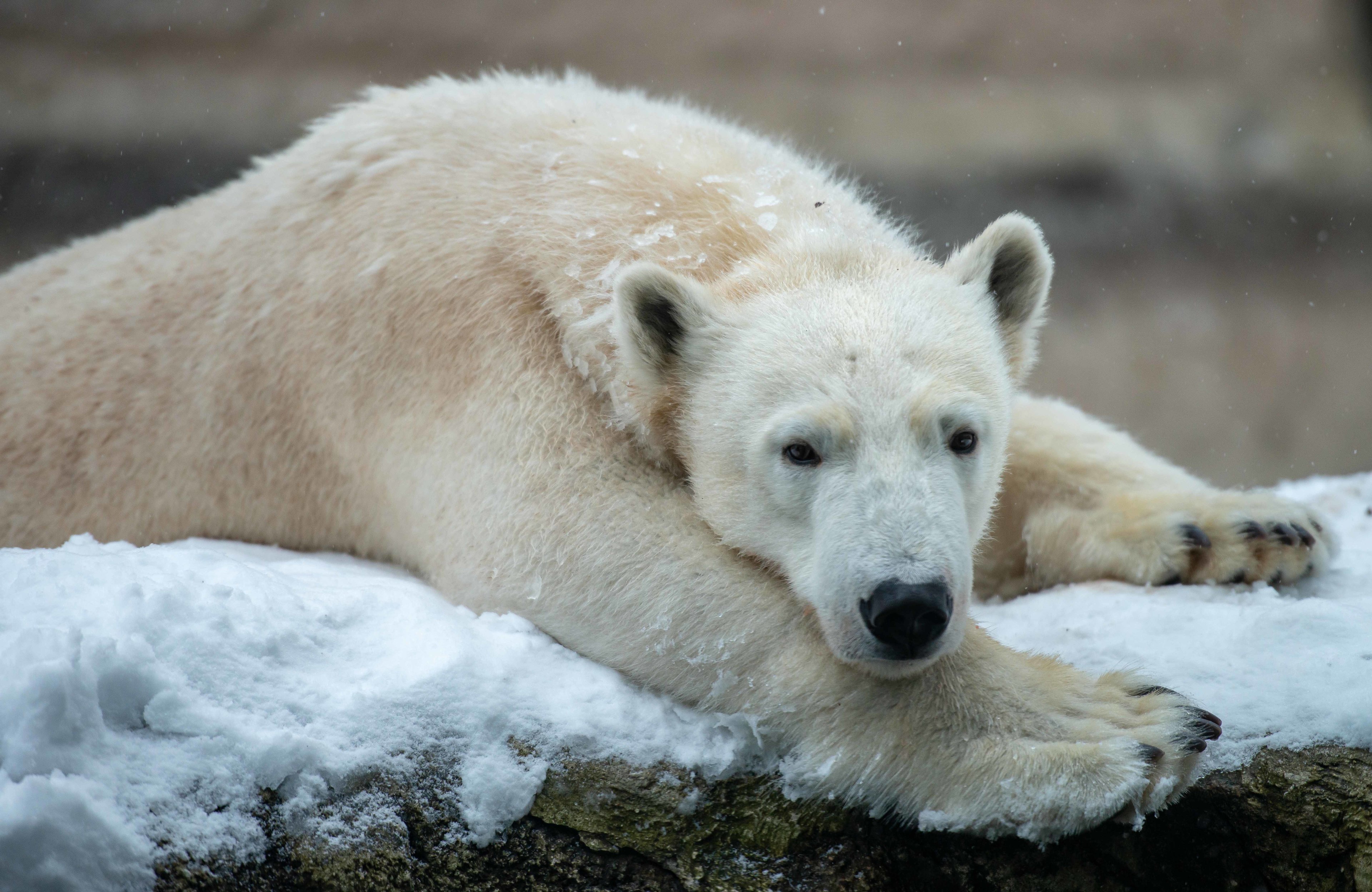 Eine Eisbärin liegt auf dem verschneiten Boden im Tierpark Hellabrunn, Tierpark Hellabrunn / Dennis Reininger