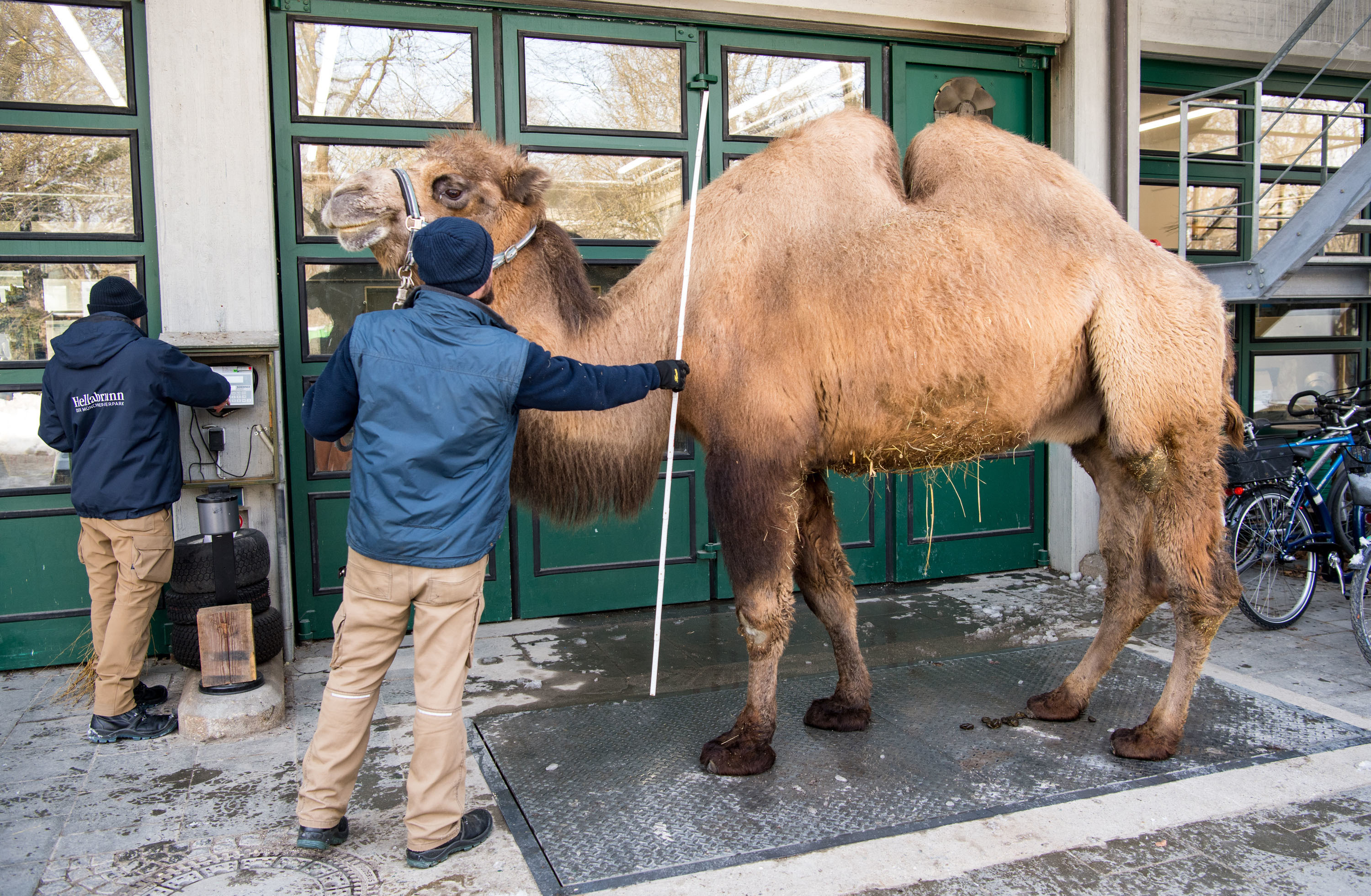 Trampeltier beim Wiegen, Tierpfleger Alexander Schyma und Christian Veit mit Trampeltier Sultan; Quelle: Tierpark Hellabrunn/Marc Müller