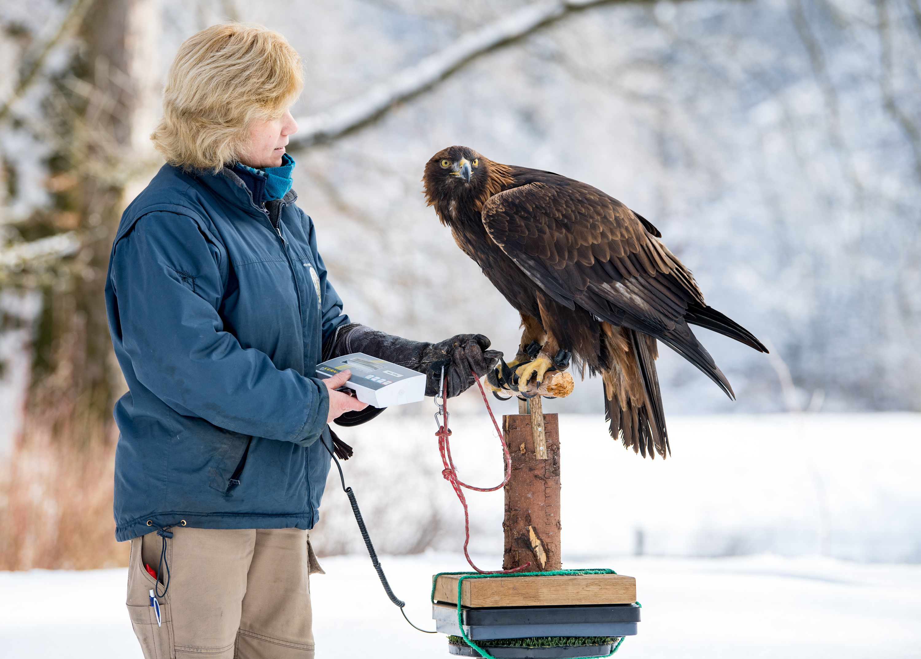 Mähnenwolf beim Wiegen, Tierpflegerin Vasiliki Manouri mit Steinadler Adonis; Quelle: Tierpark Hellabrunn/Marc Müller