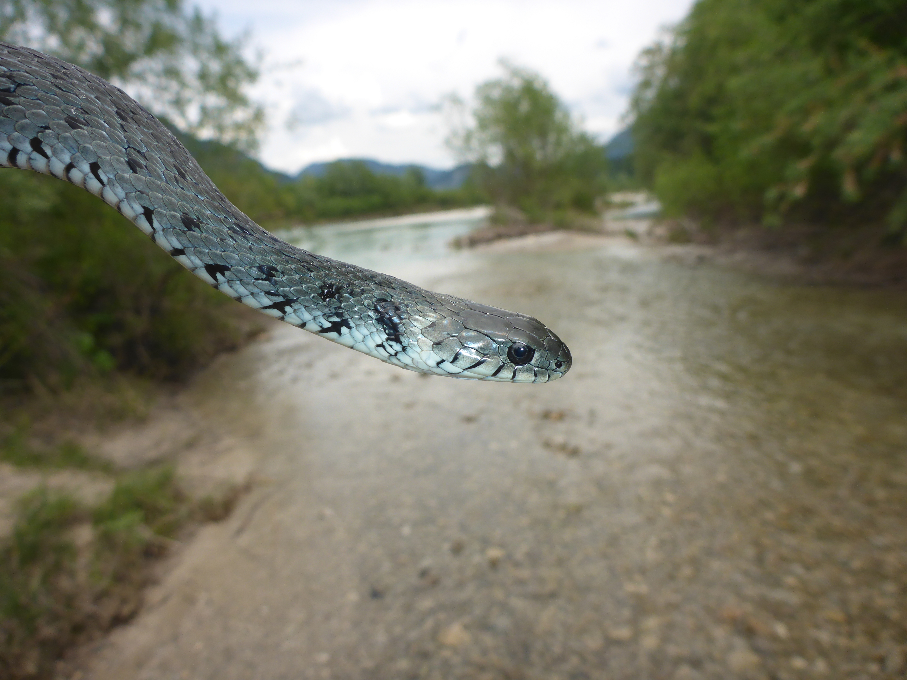 Barrenringelnattern bevorzugen Feuchtbiotope, Frank Glaw