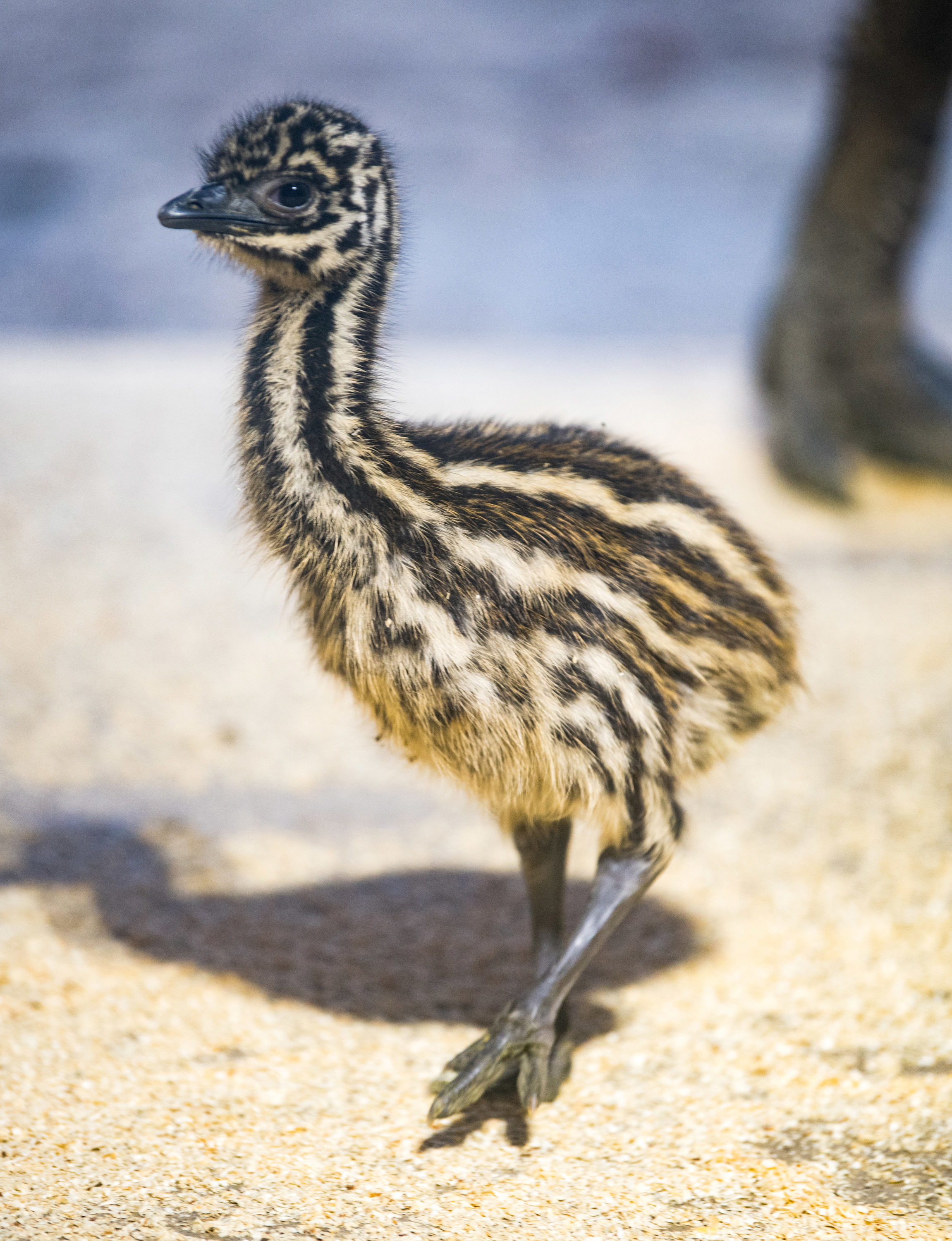 Emu im Tierpark, Bilder: Tierpark Hellabrunn / Marc Müller
