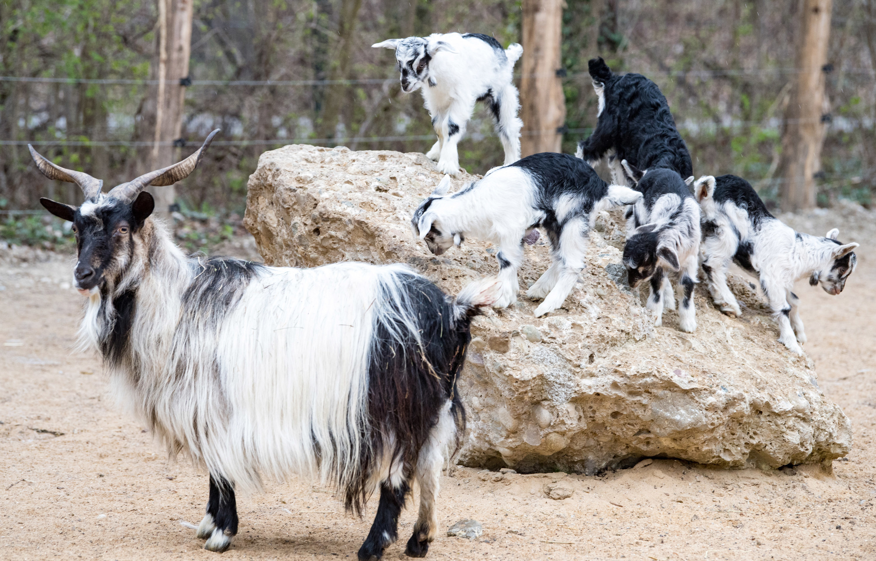 Bulgarenziegen im Tierpark Hellabrunn, Bilder: Tierpark Hellabrunn / Marc Müller