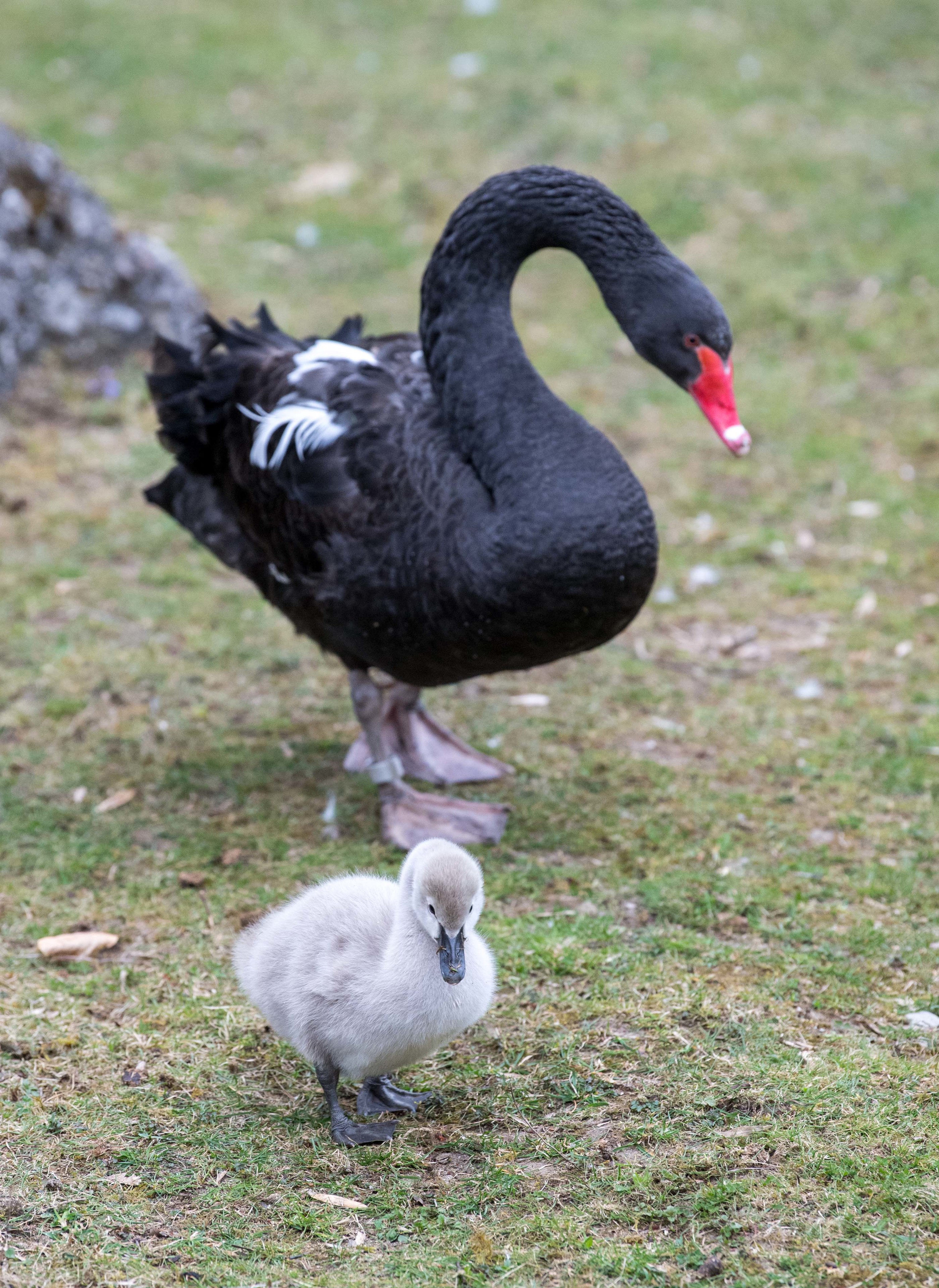Trauerschwanjunges in Hellabrunn, Bilder: Tierpark Hellabrunn / Marc Müller