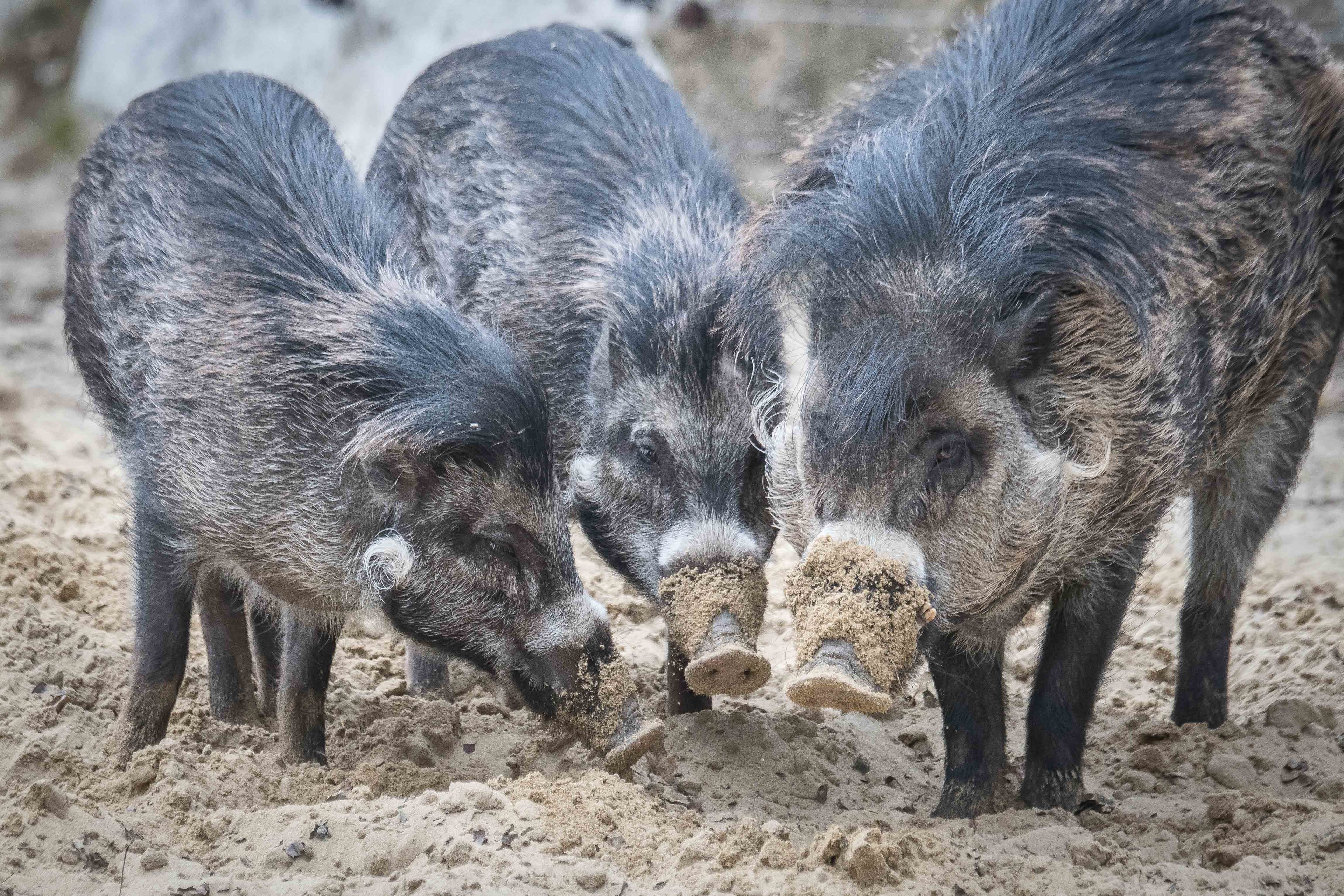 Eine Rotte Visayas-Pustelschweine im Münchner Tierpark., Bilder: Tierpark Hellabrunn / Daniela Hierl