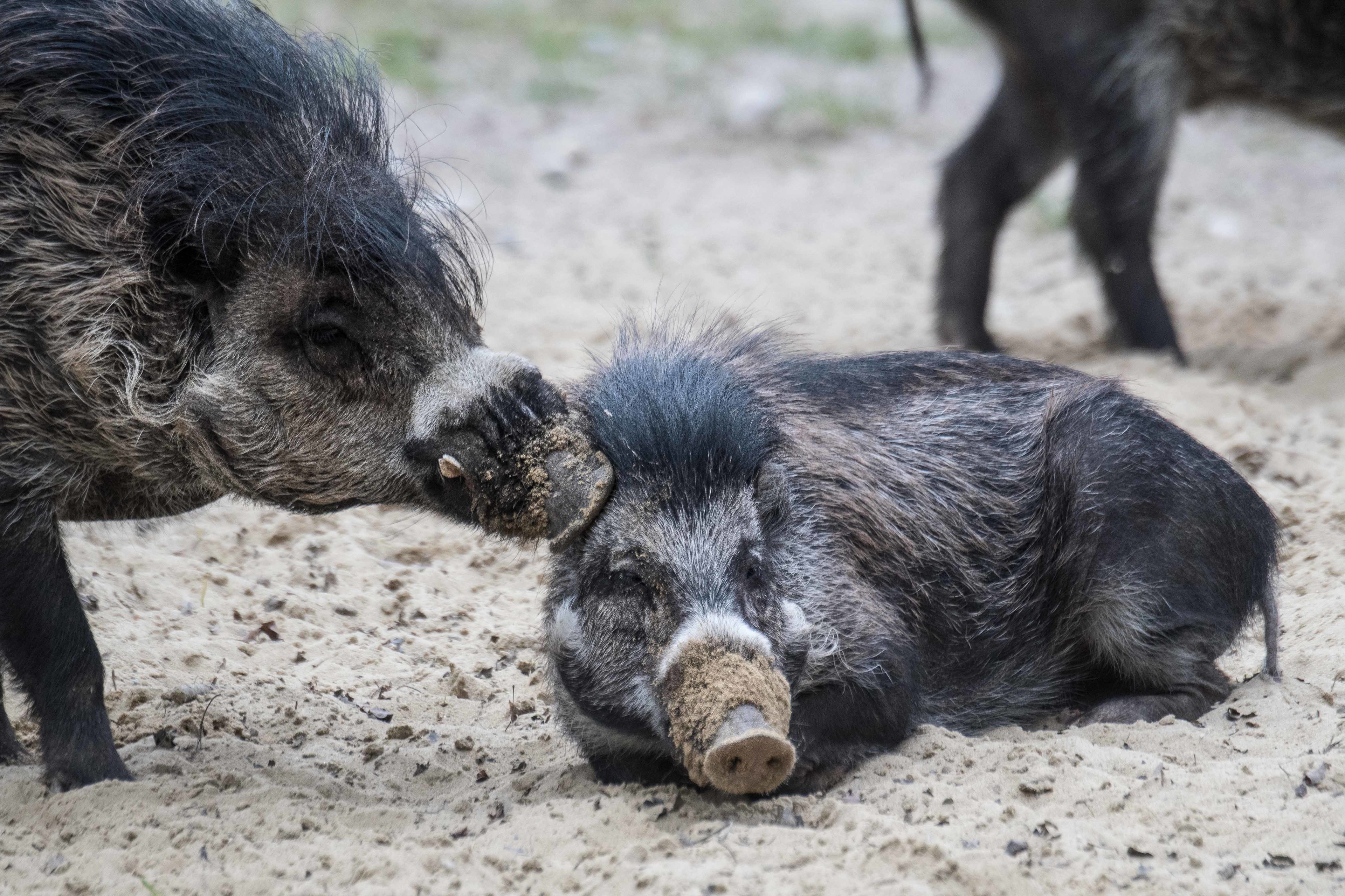 Visayas-Pustelschweine, Bilder: Tierpark Hellabrunn / Daniela Hierl